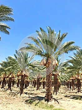 Dates Bagged On Palm Trees Before Harvest