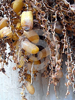 Dates detail with dried flowers in Taghjijt oasis