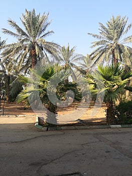 A dates farme in saudi arebiya