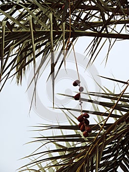 Dates growing on date palm in Karbala, Iraq