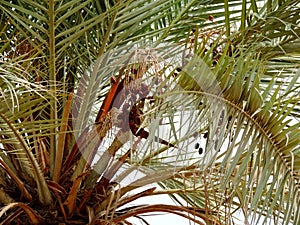 Dates growing on date palm in Karbala, Iraq