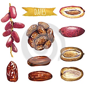 Dates, hand-painted watercolor set