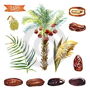 Dates, hand-painted watercolor set