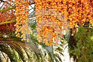 Dates hanging from a palm tree