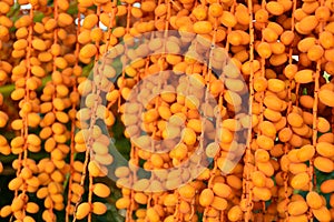 Dates hanging from a palm tree