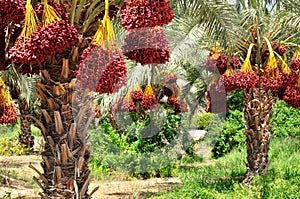 Dates harvest.