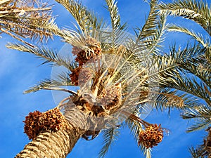 Dates on the palm