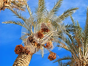 Dates on the palm