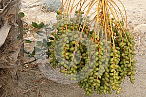 Dates in Palm