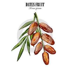 Dates with palm leaves on white background. Vector illustration.