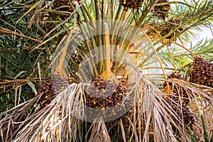 Dates on palm in Morocco near Rissani photo