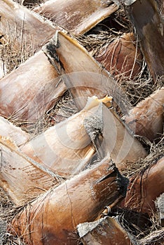 Dates palm's bark