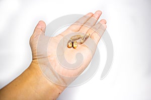 dates palm seed on hand isolated on white background