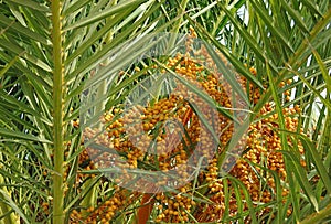 Dates in palm tree