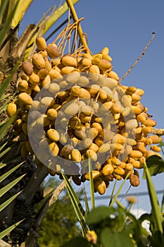 Dates palm tree