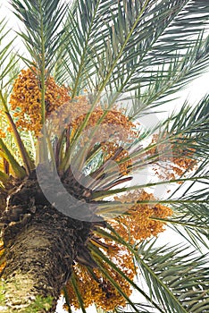 Dates on a palm tree