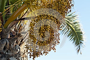 Dates on palm tree