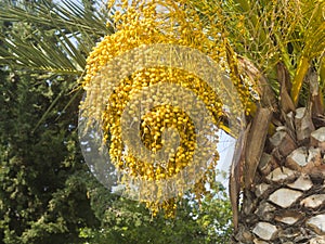 Dates on palm tree