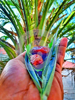 Dates palm tree and palms in nature