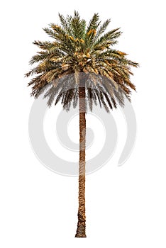 Dates palm tree on white
