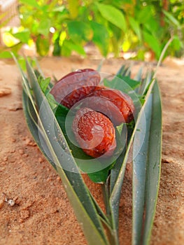 Dates palm tree fruits and sand dunes on desert