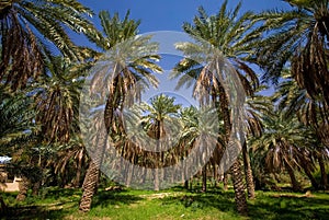 Dates Palms