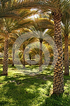 Dates Palms