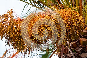 Dates on a phoenix dactylifera palm tree