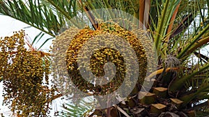 Dates on a phoenix dactylifera palm tree