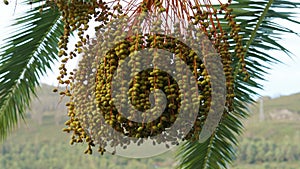 Dates on a phoenix dactylifera palm tree