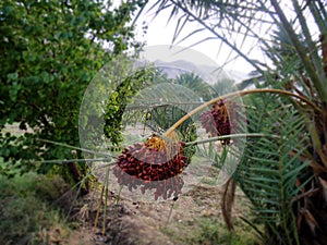 Dates plant in Morocco
