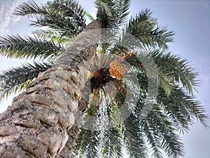 Dates, popularly known as â€œkhajoorâ€ in India, are the fruit of date palm trees