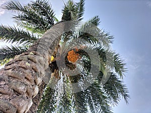 Dates, popularly known as â€œkhajoorâ€ in India, are the fruit of date palm trees