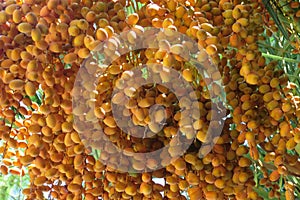 Dates that ripen on the date tree