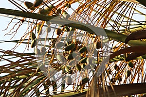 Dates ripen on a palm tree in northern Israel