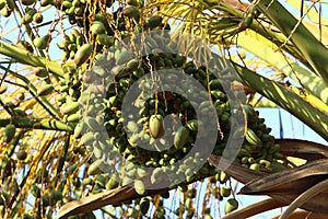 Dates ripen on a palm tree in northern Israel