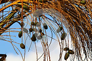 Dates ripen on a palm tree in northern Israel