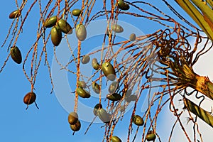 Dates ripen on a palm tree in northern Israel