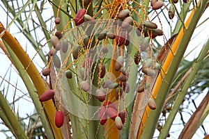 Dates ripen on a palm tree in northern Israel