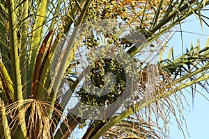 Dates ripen on a palm tree in northern Israel