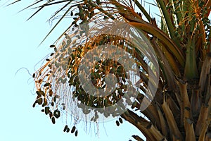 Dates ripen on a palm tree in northern Israel