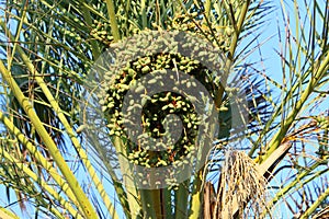 Dates ripen on a palm tree in northern Israel