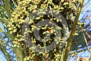 Dates ripen on a palm tree in northern Israel