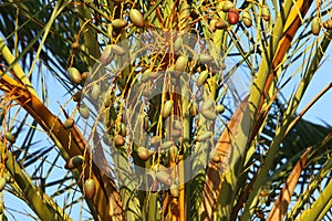 Dates ripen on a palm tree in northern Israel