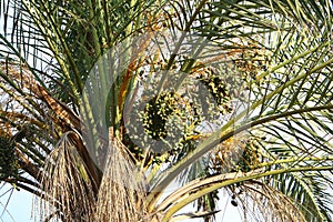 Dates ripen on a palm tree in northern Israel