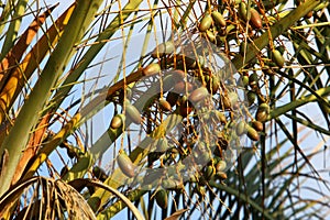 Dates ripen on a palm tree in northern Israel