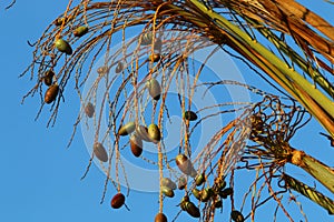 Dates ripen on a palm tree in northern Israel