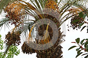 Dates ripen on a palm tree in northern Israel