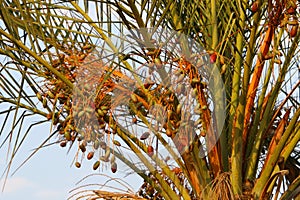 Dates ripen on a palm tree in northern Israel