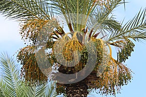 Dates ripen on a palm tree in northern Israel